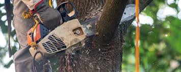 Best Stump Grinding and Removal  in Holyoke, CO