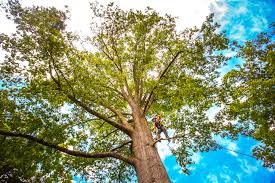 Best Seasonal Cleanup (Spring/Fall)  in Holyoke, CO