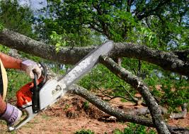 Best Hazardous Tree Removal  in Holyoke, CO