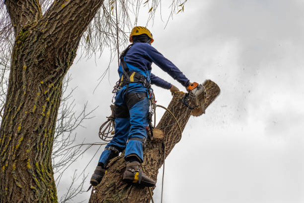 Best Emergency Tree Removal  in Holyoke, CO