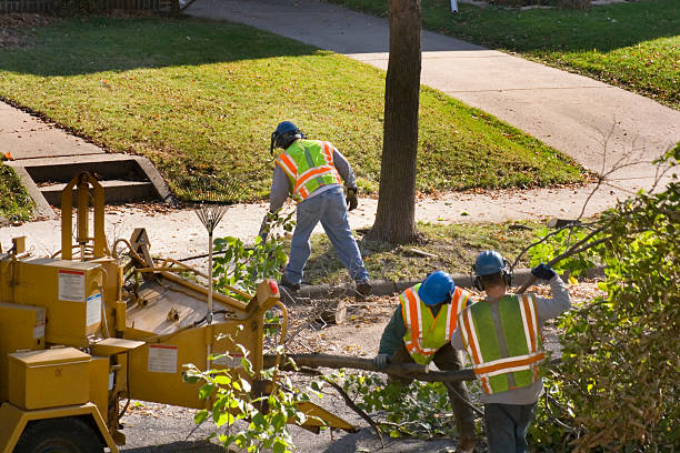Best Root Management and Removal  in Holyoke, CO