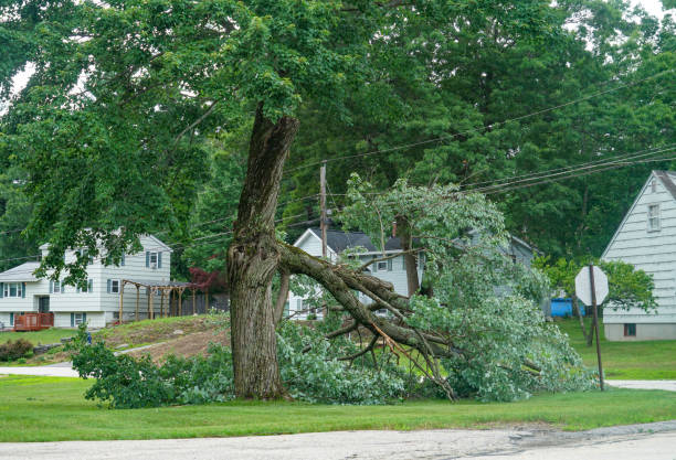 Best Tree and Shrub Care  in Holyoke, CO