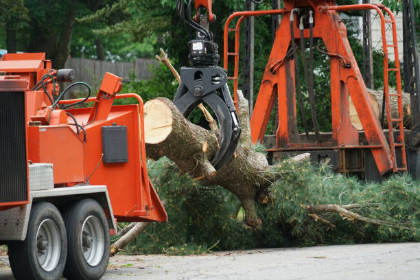 Best Tree Health Inspection  in Holyoke, CO