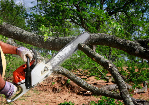 Reliable Holyoke, CO Tree Services Solutions